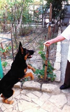 nemecki ofcharka temiz