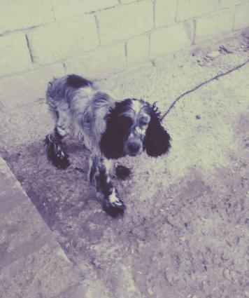 Koker spaniel satiram tecili razilasma