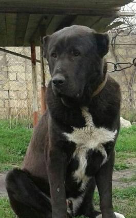 Dagistan coban iti kucukleri