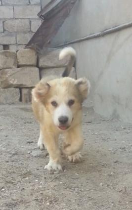 Dagistan coban iti kucukleri