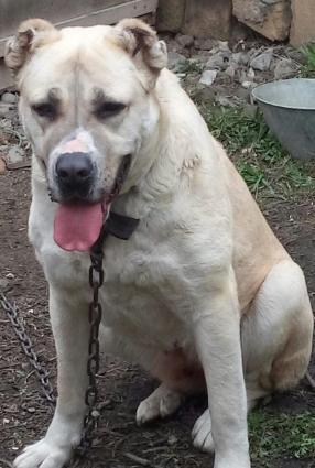 Dagistan coban iti kucukleri