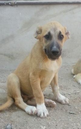 Dagistan coban iti kucukleri