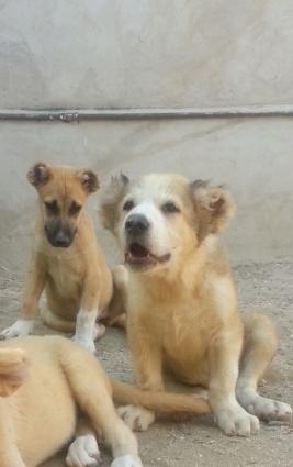 Dagistan coban iti kucukleri