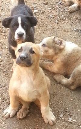 Dagistan coban iti kucukleri