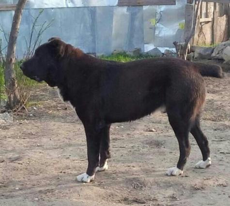 Dagistan coban iti kucukleri