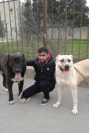 Dagistan coban iti kucukleri