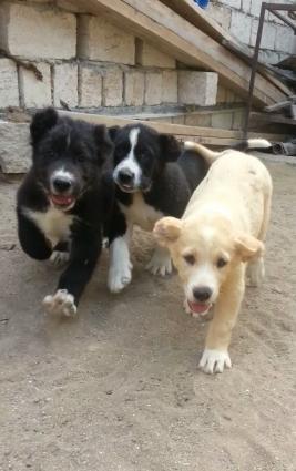 Dagistan coban iti kucukleri