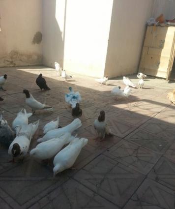 30 40 arasi qusdu hamsi eni quyrugdu qirmizi bas ciplag badam lelek ag