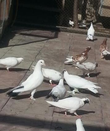 30 40 arasi qusdu hamsi eni quyrugdu qirmizi bas ciplag badam lelek ag