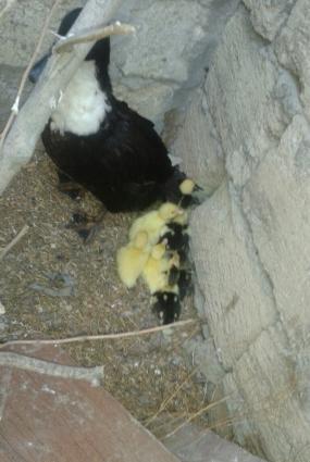 lal ordey balalari anasiyla bir satilir