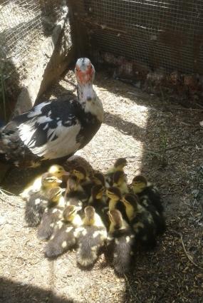 lal ordey balalari anasiyla bir satilir