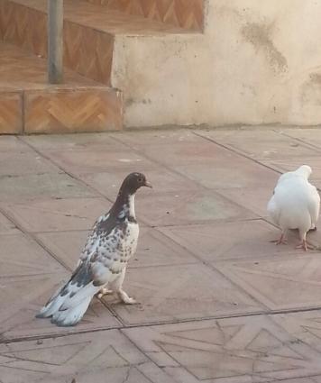 30 40 arasi qusdu hamsi eni quyrugdu qirmizi bas ciplag badam lelek ag