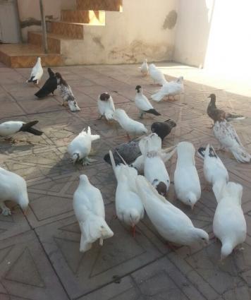 30 40 arasi qusdu hamsi eni quyrugdu qirmizi bas ciplag badam lelek ag