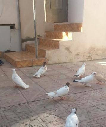 30 40 arasi qusdu hamsi eni quyrugdu qirmizi bas ciplag badam lelek ag