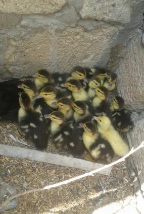 lal ordey balalari anasiyla bir satilir