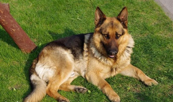 Almanyadan getiribler