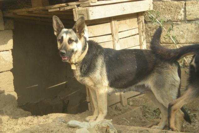 Evro avcharkalar satiram. Erkek ve dishi var .Erkek qaradir. esil axra