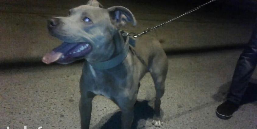 Erkək dişi pitbullar satılır! bunlar cütə təzə düşüblər balalarıda