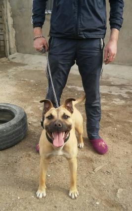 Erkək dişi pitbullar satılır! bunlar cütə təzə düşüblər balalarıda