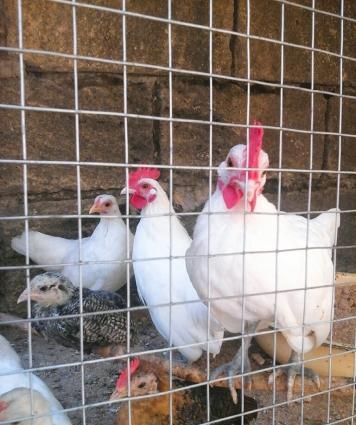 yaponka arginal 5 aylıq dı 2si xoruz 2si fere di 3 ağ 1 qaradi1 ri