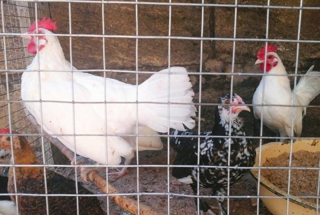 yaponka arginal 5 aylıq dı 2si xoruz 2si fere di 3 ağ 1 qaradi1 ri