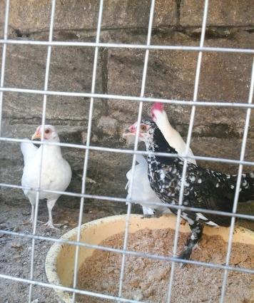 yaponka arginal 5 aylıq dı 2si xoruz 2si fere di 3 ağ 1 qaradi1 ri