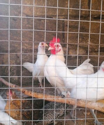 yaponka arginal 5 aylıq dı 2si xoruz 2si fere di 3 ağ 1 qaradi1 ri