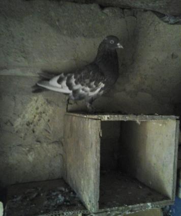 bele qus axdariram.kimde varsa elaqe saxlasin.badamlelek olsun.