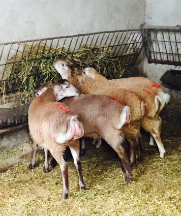 Qurbanliq Quzularin satisi.