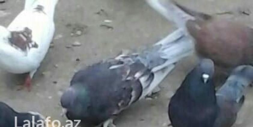 bele qus axdariram.kimde varsa elaqe saxlasin.badamlelek olsun.