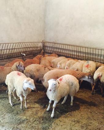 Qurbanliq Quzularin satisi.