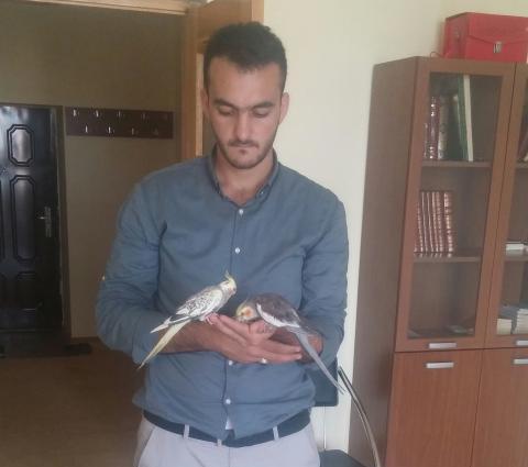 hazir oyredilmis korella cut