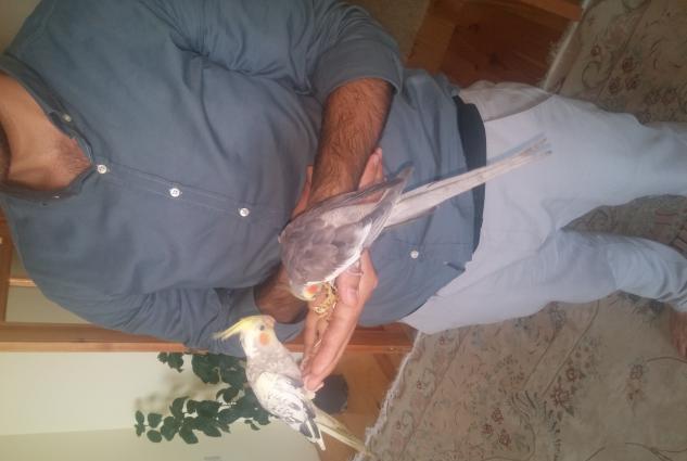 hazir oyredilmis korella cut