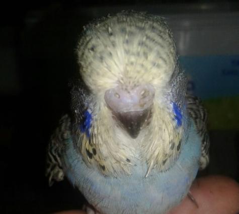 100% temiz qan erkek bala cex hec bir qatiwiqi yoxdur ele oyretmek