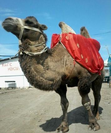 deve satilir.telim gormuw devedir.tedbirlerde istifade olunur.Sumqa