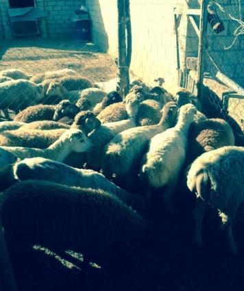 Qurbanliq Quzularin Satisi