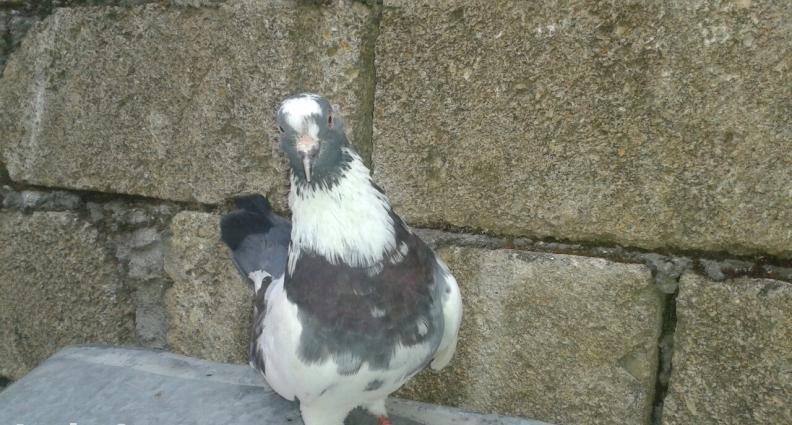 xarici olkenin qusydu davaynan arasi yaxsdi oncunda 2dirnagini itirib