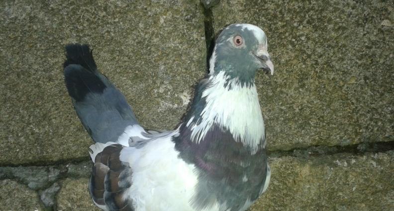 xarici olkenin qusydu davaynan arasi yaxsdi oncunda 2dirnagini itirib