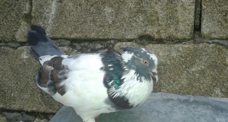 xarici olkenin qusydu davaynan arasi yaxsdi oncunda 2dirnagini itirib