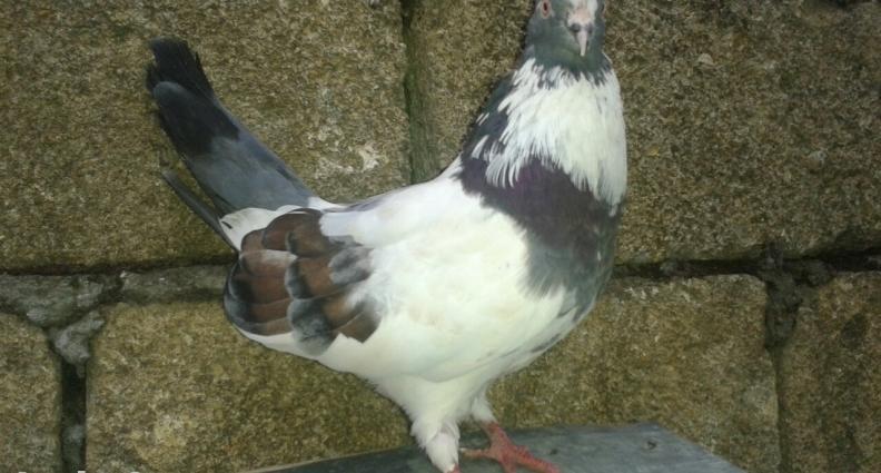 xarici olkenin qusydu davaynan arasi yaxsdi oncunda 2dirnagini itirib