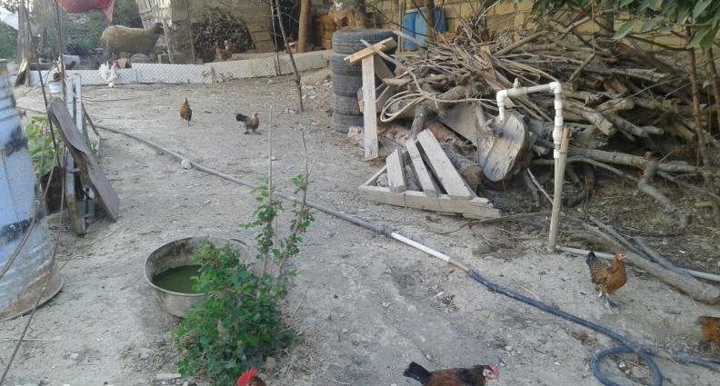 yaponkalar 1ci wekilde qirmizi xoruzdar ve fereleri