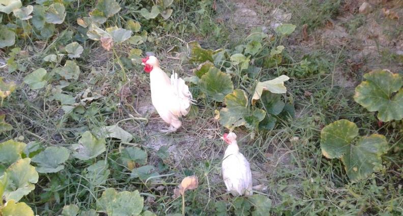 yaponkalar 1ci wekilde qirmizi xoruzdar ve fereleri