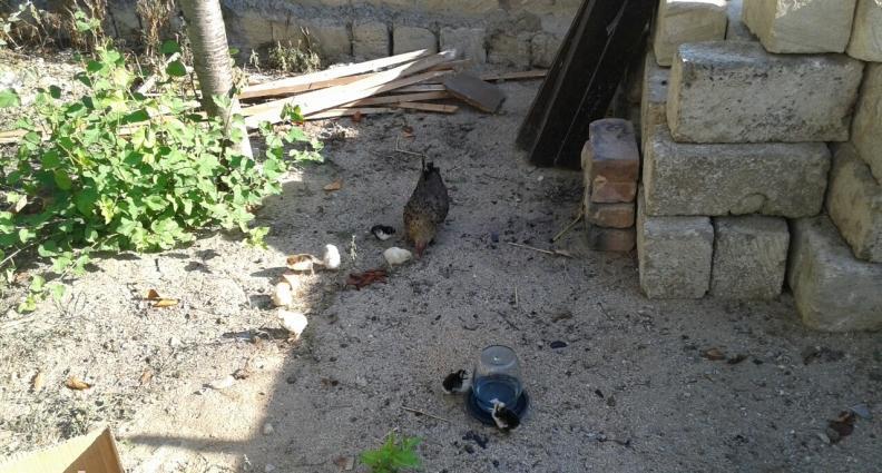 yaponkalar 1ci wekilde qirmizi xoruzdar ve fereleri