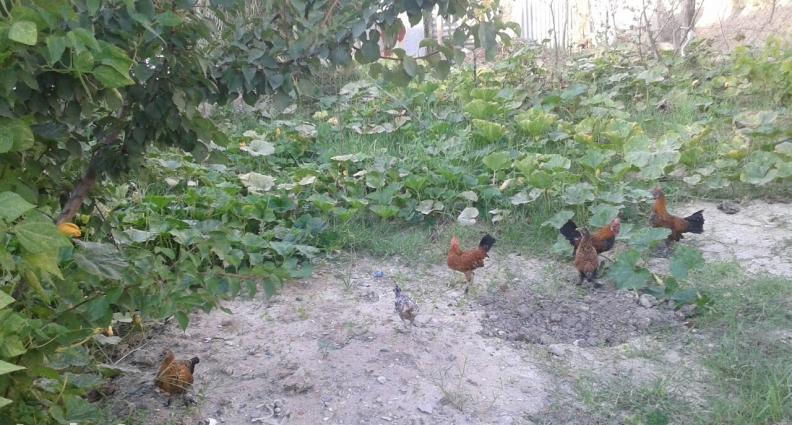 yaponkalar 1ci wekilde qirmizi xoruzdar ve fereleri