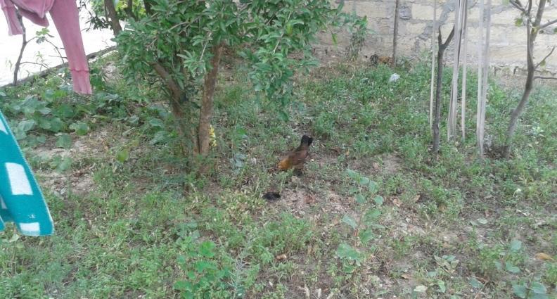 yaponkalar 1ci wekilde qirmizi xoruzdar ve fereleri