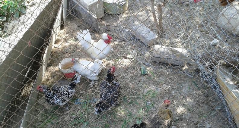 yaponkalar 1ci wekilde qirmizi xoruzdar ve fereleri