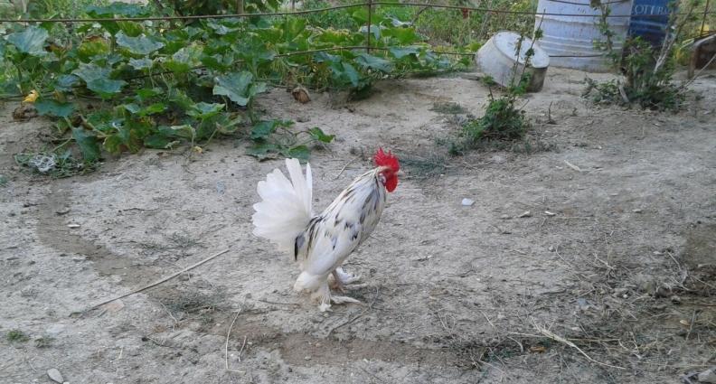 yaponkalar 1ci wekilde qirmizi xoruzdar ve fereleri