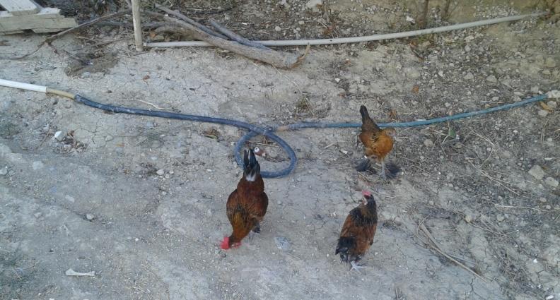 yaponkalar 1ci wekilde qirmizi xoruzdar ve fereleri