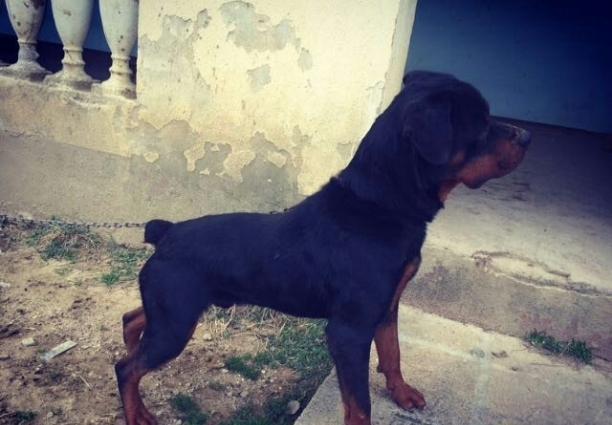 ratvelli satilir erkek disi var 11 ayliqdilar temiz midvesokdu yiyesin