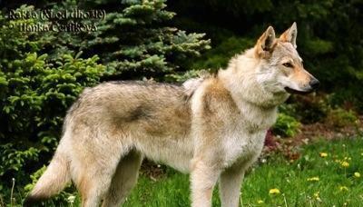Wolfdog Avropa afcarkasi satiram